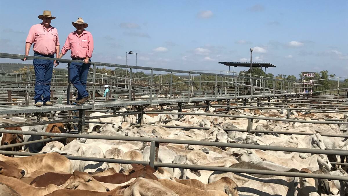 Elders agents John Soutar and Mitch Braithwaite with a line of Brahman-cross steers from Fleetwood Grazing, Mittagong Station, Croydon. The steers had an average weight of 169kg and averaged 452c/kg or $763/head.