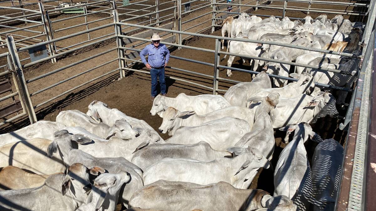 Jim Geaney, Geaney's Livestock and Real Estate, Charters Towers, with a line of 136 high grade No.0 Brahman weaner steers from the Condon family that sold for 530c/kg. 
