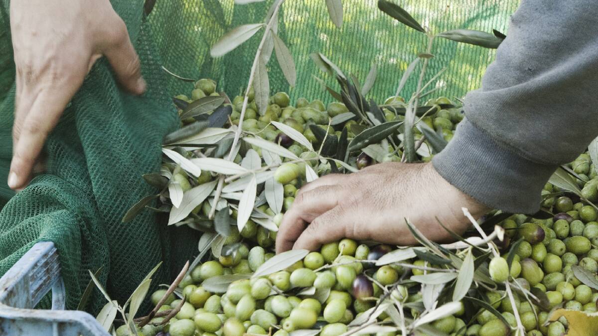 Olive oil misses out on Health Star upgrade