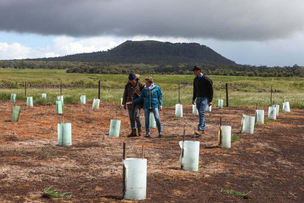 Tree plantations are part of carbon farming initiatives.