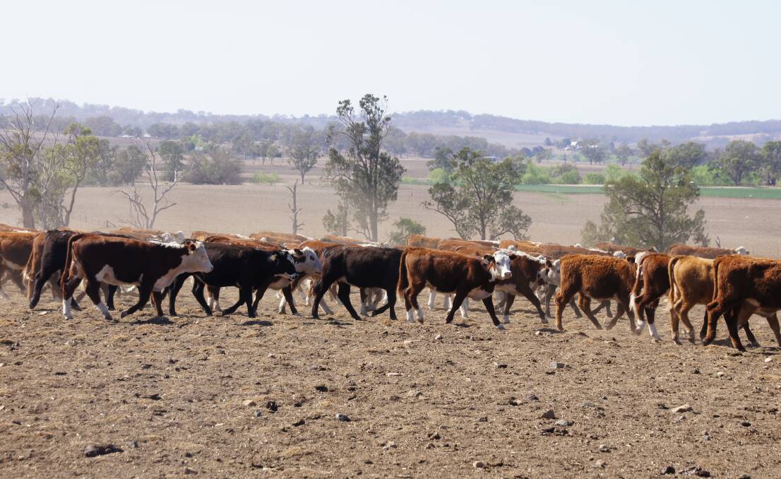 Byron Pastoral has drastically destocked to manage its feed through the drought.