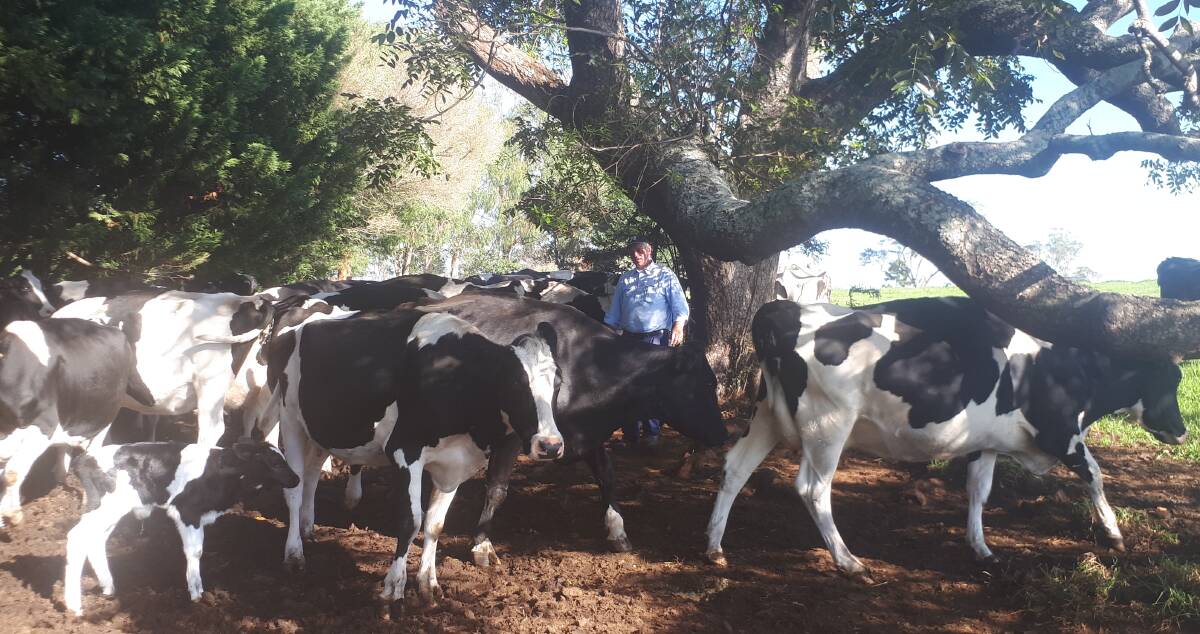 Robert Miller (pictured bottom left) with his cows enjoying the shade of a native red cedar tree. He plants 1000 trees a year on his property to improve bird habitat and enhance the landscape aesthetic.