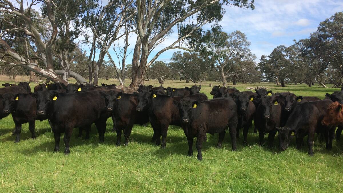 MIXING IT UP: Angus cattle are rotationally grazed on small paddock areas of about 30 hectares across the South Australian farms run by Nick and Miranda Radford, of Radford Pastoral.