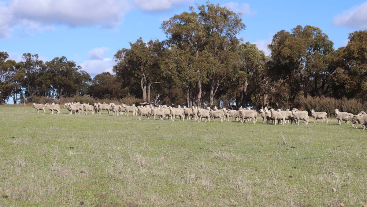 Mr Cunningham uses science to make his decisions about any aspect of farming, especially when it comes to breeding and genetics, having a more wool-based approach when it comes to his Merino flock.
