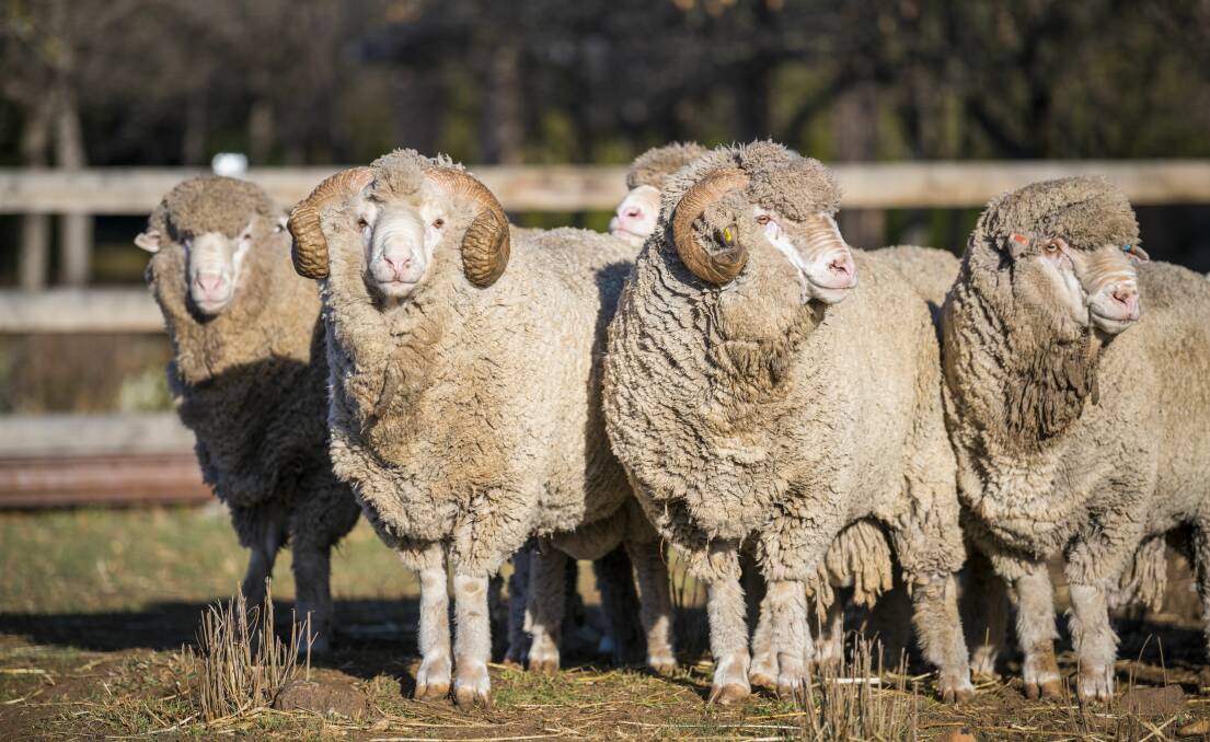 ALL ROUNDERS: Bred in the tough Monaro climate of New South Wales, Hazeldean Merino rams have proven in independent trials and benchmarking analyses they can perform in wide-ranging conditions across Australia.
