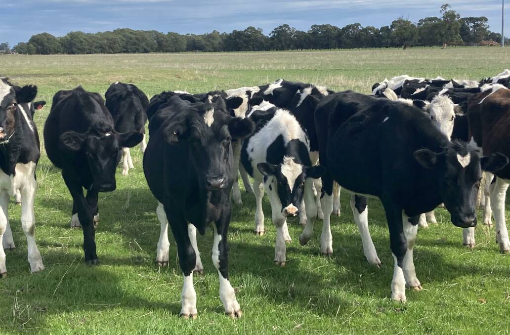 Rodwell Farms, Boyanup, will be one of the largest vendors in the store sale on Friday, May 19, when it offers 120 owner-bred Friesian steers which will range in age from eight to 14-months-old.