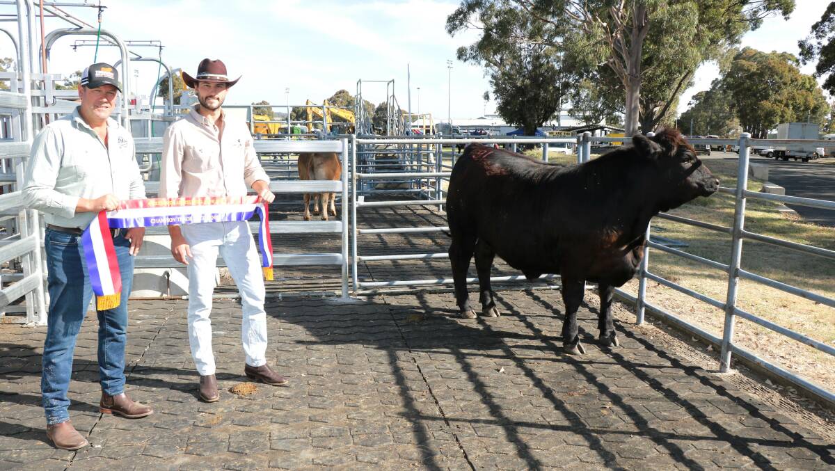 The champion steer was exhibited by the John Galati Family Trust, Brunswick,. With the steer were Rodney Galati (left) and buyer, Mark Grant, Avon Valley Beef, which Mr Grant paid $4800.
