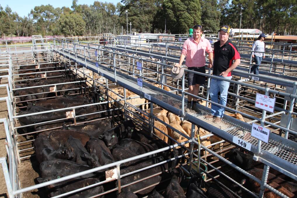 Elders Boyanup representative Alex Roberts (left) and buyer Jamie Davies, Kalgrains, Wannamal, looked over the draft of 73 Angus steer weaners offered by TH & L Gibbs & Sons, Dardanup, which sold to the sales 304c/kg top price.
