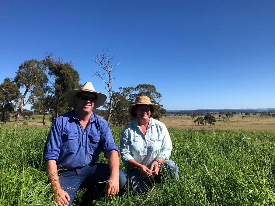 Ben and Felicity Foster are using perennial pastures after re-sowing rundown native pastures with annual ryegrass to increase their livestock feed base.