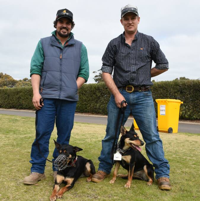 Waiting for their turn to go into the selling ring were David Whitting (left), Williams, with Max a 23-month-old, trained male Kelpie and Tim Bending, Bending Kelpies, Pinjarra, with Bending Emmy a 21-month-old, well-started Kelpie bitch. In the sale Max sold for the sales $9250 second top price and Emmy sold for the sales $12,000 top price.
