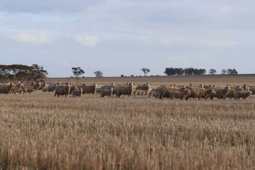 Ten years ago, the Taylor family was only running 500 Merino ewes and has significantly increased its number to 5500 sheep today.

