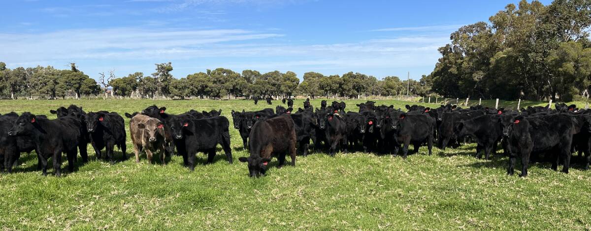 Alcoa Farmlands, Wagerup and Pinjarra, will offer its first draft of 2022-drop calves for the year in the feeder sale on Wednesday, May 24. Its offering will include 225 Angus steers and 195 Angus heifers.