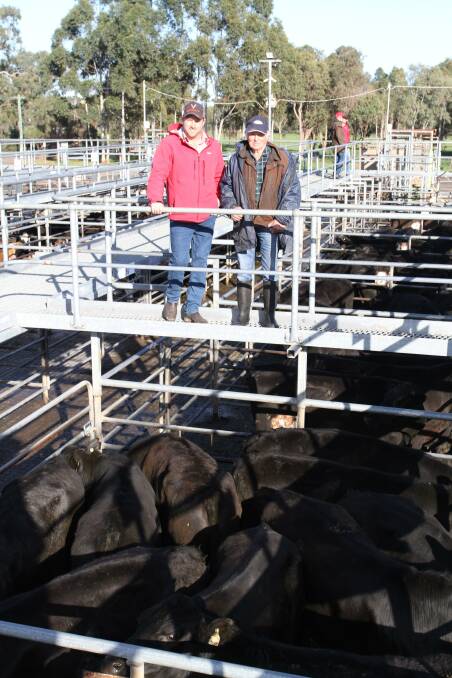 Jacques Martinson (left), Elders, Busselton, looked over the selection of first cross Angus-Friesian steers offered by Milners Farm, Busselton, which sold to 272c/kg and $1365 with vendor Jim Milner at the Elders store cattle sale at Boyanup last week.
