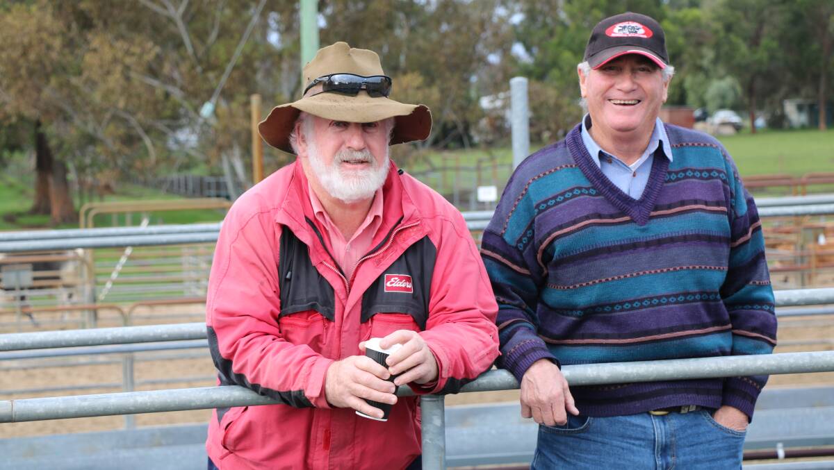 Rob Gibbings (left), Elders Capel, inspected the capacity yarding at the Elders Boyanup cattle sale with dominant buyer, John Gallop.
