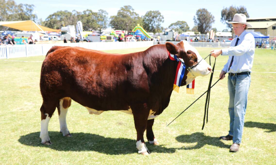 Bandeeka Tiger Moth from the Bandeeka Simmental stud, Boyanup, was sashed the junior champion interbreed bull. The bull which was led by Fletcher Wetherell, Boyanup, was also sashed the grand and junior champion Simmental bull.
