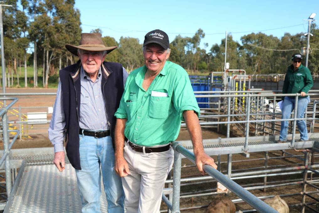 Vendor Tom Wood (left), Collie, checked out his cattle with Errol Gardiner, Nutrien Livestock, Brunswick/Harvey, at the Nutrien Livestock store cattle sale at Boyanup last week. Mr Wood sold a pen of steers for the top of 326c/kg making $1071.
