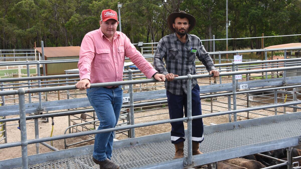 Elders, Donnybrook representative and sale auctioneer Pearce Watling (left), caught up with vendor Phil Cavoto, Cavoto Bros, Thomson Brook, before the sale. In the sale the Cavoto family offered Limousin cross weaners. Their steers sold to a top of $841 and their heifers $567.

