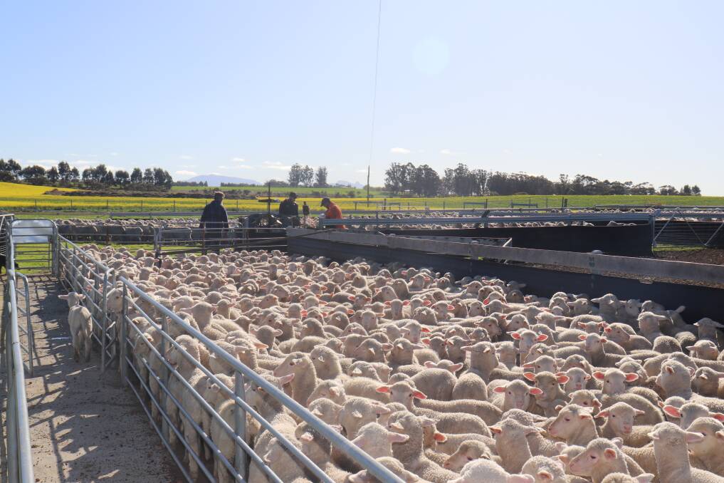 The Pyle family is transitioning into running a purebred Dohne ewe flock, and increasing lamb fat production, which is the ultimate goal to drive their breeding program to success.

