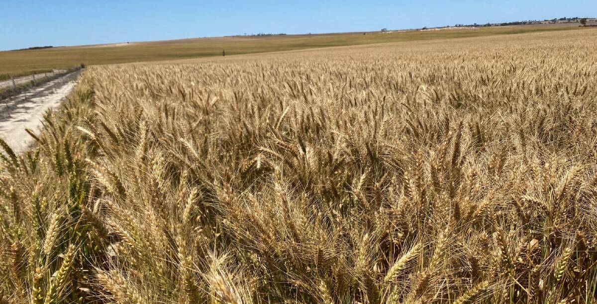 Wagabawering Spring produces excellent grain yields