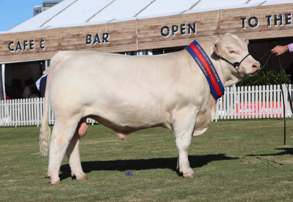 Venturon Showbiz 161S (AI) (ET) (P) was sashed the junior champion Charolais bull. 