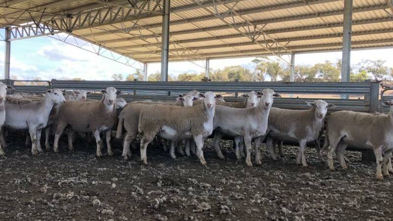 The Bradford family, Hillcroft Farms, Popanyinning, sold three lines of ewes lambs all containing 100 head at $180 - two lines were bought by a Tambellup buyer and the third went to a buyer based at Narrogin.
