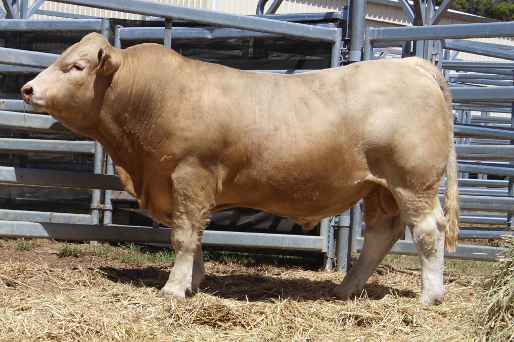  The top price, Silverstone Tex which sold for $40,000 under the hammer to B & C Scott, Maryvale, Wee Waa, New South Wales, via AuctionsPlus.
