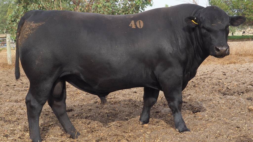 Blackrock T157 (by Millah Murrah Paratrooper P15) sold to a Muchea buyer operating on AuctionsPlus for the sales $19,000 second top price.
