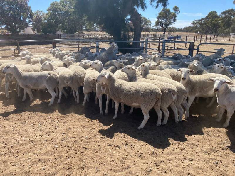 This line of UltraWhite ewe lambs from Davina Enterprises, Konnongorring, sold for the sales second top price of $250. The line was purchased by Nutrien Livestock, Wongan Hills representative Grant Lupton.
