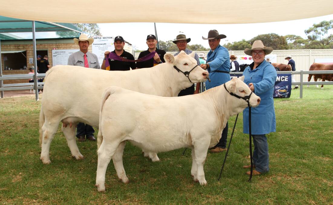 
The Thompson familys Venturon Livestock, Boyup Brook, won the Commonwealth Bank Cattle Expos supreme multibreed exhibit at this years Wagin Woolorama with their Charolais cow Venturon Naughty But Nice S32. With the grand champion multibreed senior cow and champion European breed senior cow and her LT Countdown sired heifer calf at foot were judge Kevin Yost (left), Liberty Charolais and Shorthorn studs, Toodyay, Commonwealth Banks Ben Norton and David Kennedy, judge Stephen Branson, Banquet Angus stud, Mortlake, Victoria, Venturon stud co-principal Harris Thompson and handler Indy Smith.