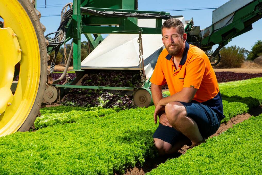 Jase Dobra checking lettuce on the family farm, which was one of the first in WA to go into pre-packaged salads. 