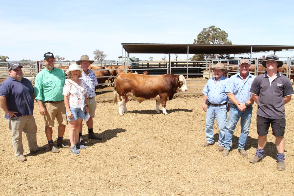 With the $24,000 top-priced Simmental bull, Willandra Tantamount T035 (PP) (by Tullamore Park Rocket), at the 36th annual Willandra Simmental, Red Angus and Angus on-property bull sale at Williams last week were top-priced bull buyer sponsor Jarvis Polglaze (left), Zoetis Australia, Nutrien Livestock, Williams agent Ben Kealy, buyers Janice and Kevin Hard, Naracoopa Simmental stud, Denmark and Willandra stud principals Charles and Peter Cowcher and Peters son Charlie.
