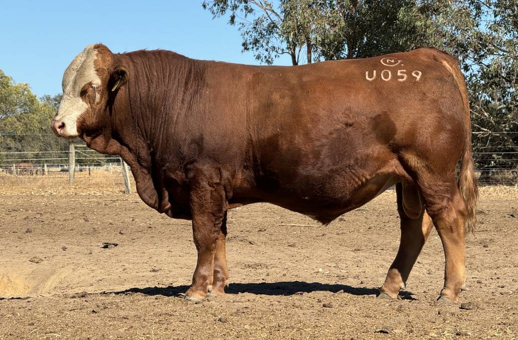 One of four bulls to achieve the $8000 top price in the sale, 722kg sire, Nexgen Under The Influence U059, which sold to Nutrien Livestock Boyup Brook agent Jamie Abbs, on behalf of MP & LE Stretch, Boyup Brook.
