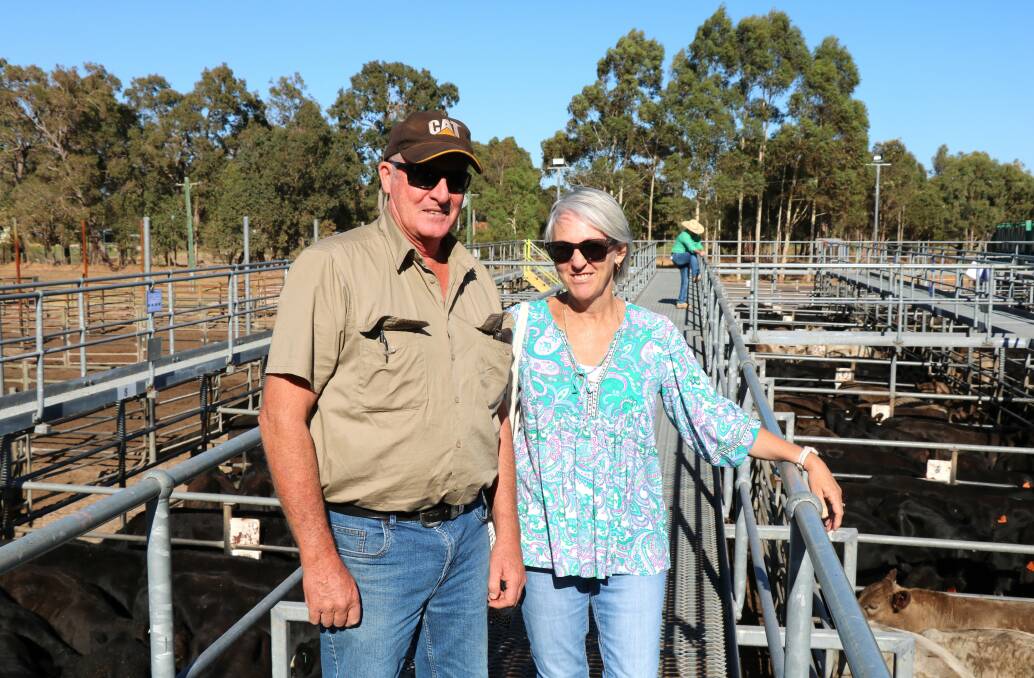 Mark and Colleen Harnett, Brunswick, were checking their pen of steers before the Nutrien Livestock Boyanup store cattle sale. They sold a pen of steers weighing 406kg for $1138 at 280c/kg.
