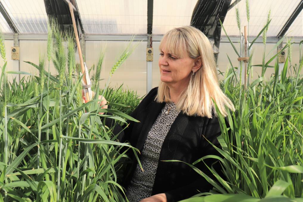 InterGrain chief executive officer Tress Walmsley said Inaris technology had the capacity to dramatically improve grower onfarm profitability through the delivery of significantly higher yielding cereal varieties across a range of grain growing environments.
