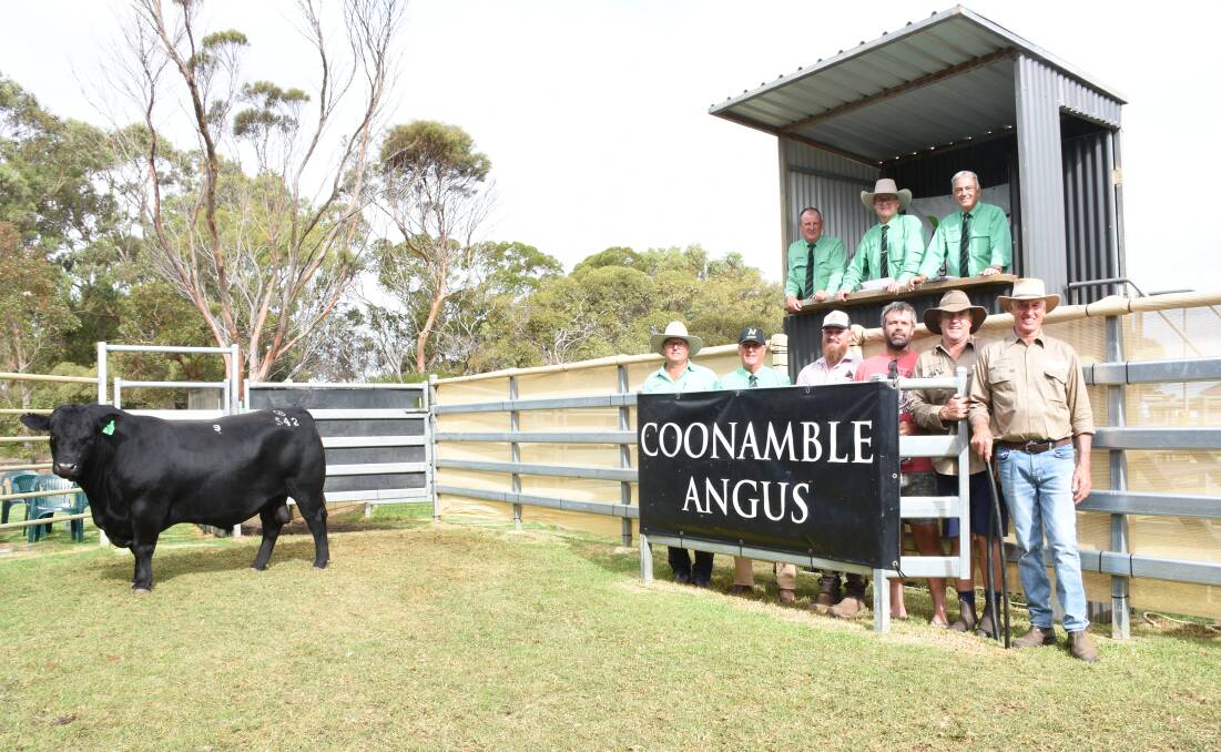 The Davis family, Coonamble Angus stud, Bremer Bay, sold the seasons $106,000 top-priced bull at the studs on-property sale in February to set a new WA sale top price record. With the record priced bull, Coonamble Show Time S42, which sold to Black Market Angus stud, Donnybrook, Cherylton Angus, Thompson Brook, Tonebridge Grazing, Tonebridge and the Black Tara stud, Allanooka, in partnership, were were Nutrien Livestock, Albany representative Matt Mullally (back left), Nutrien Livestock auctioneer Tiny Holly, Nutrien Livestock State manager Leon Giglia, Nutrien Livestock, Boyanup/Capel agent Chris Waddingham (front left), who represented Black Market and Cherylton studs, Nutrien Livestock Great Southern manager Bob Pumphrey, buyers Brad Kupsch, Black Tara and Matt Dellla Gola, Tonebridge Grazing and Coonamble principals Craig and Murray Davis.
