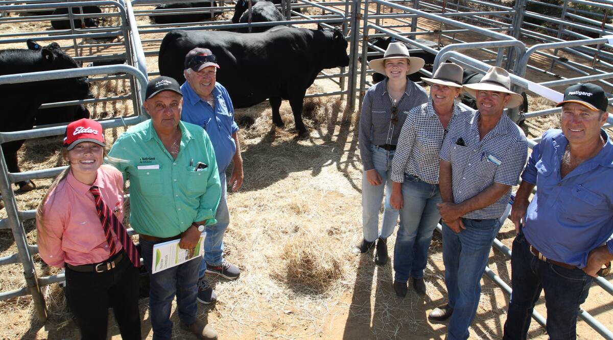 The highest price recorded at a multi-vendor sale this season was $34,000 for this Kapari Angus bull which was sold by the Sudlow familys Kapari Angus stud, Northampton, at the Gingin Bull Sale in March and purchased by Murray River Farms, Waroona. With the bull were Elders stud stock representative Lauren Rayner (left), Nutrien Livestock, Peel representative Ralph Mosca, outgoing Murray River Farms manager Daryl Robinson, Kapari studs Madison, Liz and Tony Sudlow and new Murray River Farms manager Geoff Hillman.