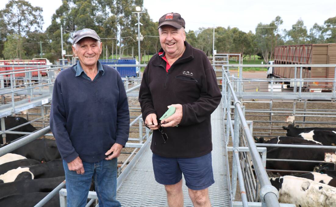 A stalwart of cattle sales, Lou Tuia (left), Donnybrook, was with Elders, Nannup and Busselton agent Terry Tarbotton on the rails. In the sale Mr Tuia bought several pens of heavy steers to finish. At 84 years young Mr Tuia has put his farm on the market and will be missed at future sales.
