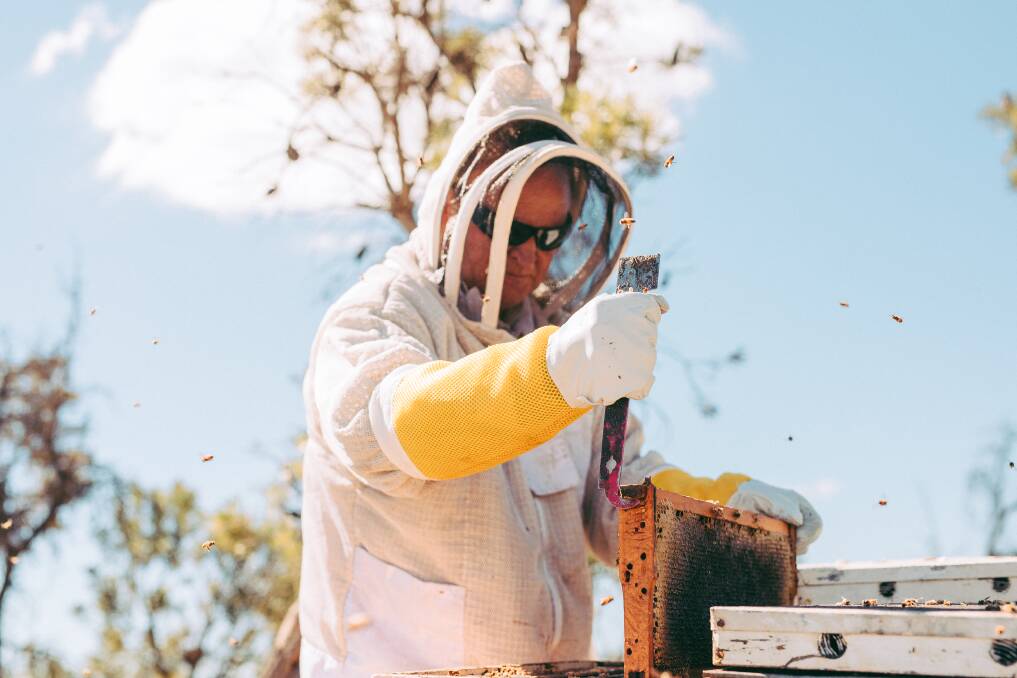 Matthew Fewster delves into the fresh jarrah honey on a frame.
