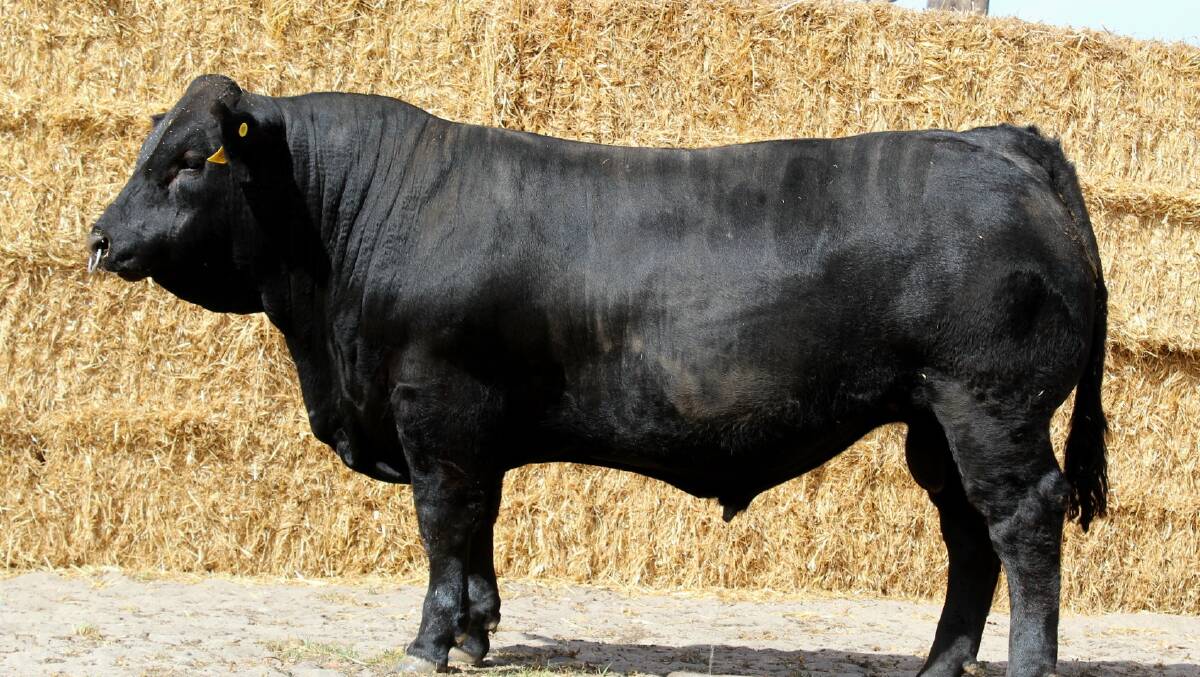The top-priced bull from lot five, a GYF Gentry son, Morrisvale Unforgetabull which sold to Andrew Harries, Harlee Limousins, Loomberah, New South Wales.
