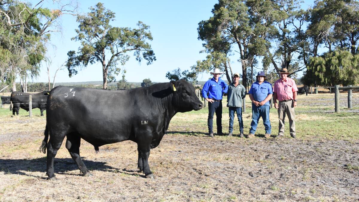 At last weeks Little Meadows Angus on-property bull sale at Dardanup prices topped at $15,000. With the first bull, Little Meadows Titan T37 to sell at $15,000 to the Marsiske family, Coolup, were Daniel Delaney (left), Delaney Livestock Services, Busselton, Little Meadows co-principal Mostyn Golding, Johnny Marsiske and Elders, Bridgetown representative Deane Allan.
