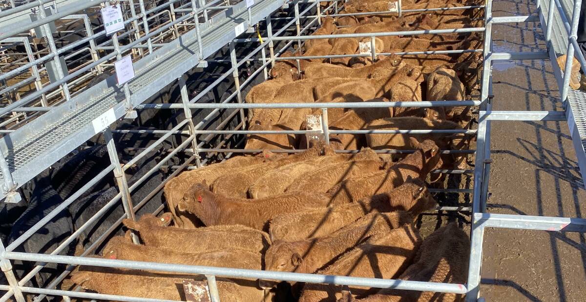 MJ Rees, Collie, will be back on the vendor's list at the Nutrien Livestock Boyanup store sale on Friday, May 12, with another 100 South Devon calves aged seven to eight months old.