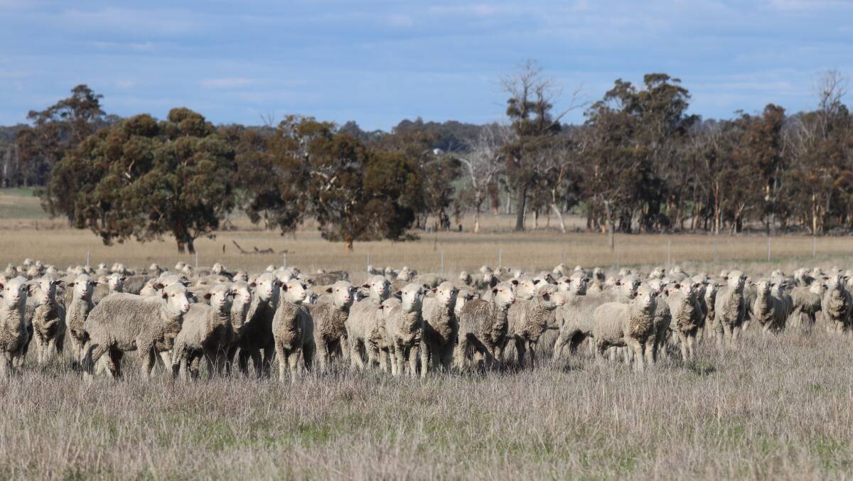 Mr Cunninhgam runs 8000 Merino breeding ewes, 3000 wethers and 3000 dry ewes on 11,000 hectares of land from the home farm at Cranbrook through to Tambellup.
