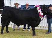 The Supreme exhibit of the recent Albany Agricultural Society stud cattle section was Tullibardine Thingamabob exhibited by the Tullibardine Angus stud, Albany. Pictured with the bull is judge Gary Dimasi (left), Donnybrook, Tullibardine stud principal Alistair Murray and handler Eliza Bradfield. The sire was also previously sashed as the junior champion interbreed bull as well as the junior champion British breed bull.
