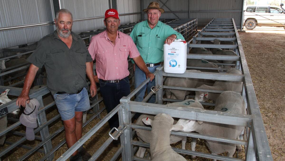 Riverbend Poll Dorset and Border Leicester stud principal Chris Patmore (left), Eneabba, Elders Mingenew agent Ross Tyndale-Powell and Nutrien Livestock, Wongan Hills wool and livestock representative Grant Lupton. Representing long-time Riverbend buyers AN Rose & Co, Busselton, Mr Lupton was the volume buyer of nine Poll Dorset rams paying to the sale's $1100 top ram price and 570 Border Leicester-Merino 1.5yo ewes for $60.
