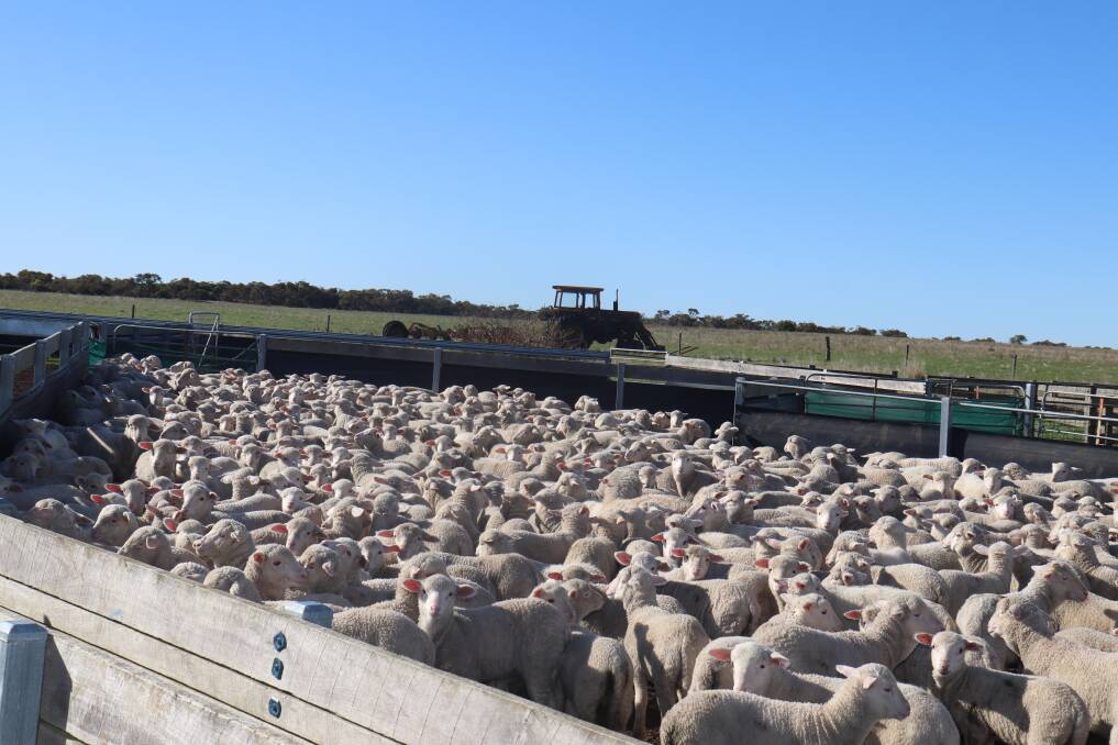 Millstream Pastoral estimates to sell 8000 crossbred lambs for prime lamb production each year, and aims to fulfil that when lambs are six-months-old and weigh roughly 45 to 50 kilograms, to dress out at 21kg carcase weight.
