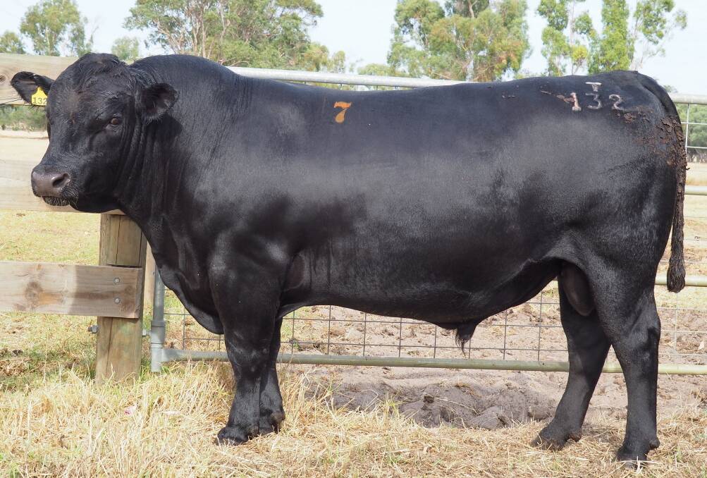 Blackrock T132 (by Millah Murrah Paratrooper P15) sold for the sales $20,000 top price to the Cowcher family, Willandra Simmental, Red Angus and Angus studs, Williams.
