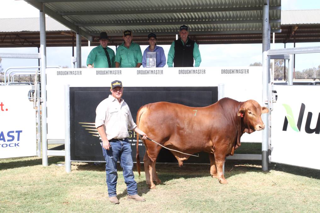 This Droughtmaster bull, Munda Reds Golden Boy 4779 (PP), made the top Bos Indicus price this season when it sold for $42,500 at the Munda Reds Droughtmaster stud second annual on-property bull sale at Gingin to the Paull family, Davis River Pastoral, Nullagine via Newman. With the bull were Nutrien Ag Solutions Rockhampton stud stock, Queensland and sale auctioneer Dane Pearce (left), Nutrien Livestock, pastoral agent Daniel Wood, who purchased the bull on behalf on the Paull family, top-priced bull sponsor Kylie Meloury, Virbac central WA area sales manager, Nutrien Livestock, pastoral agent Shane Flemming and Munda Reds Glencoe manager Ben Wright. Overall this bull ranked as the sixth highest priced bull for the season.