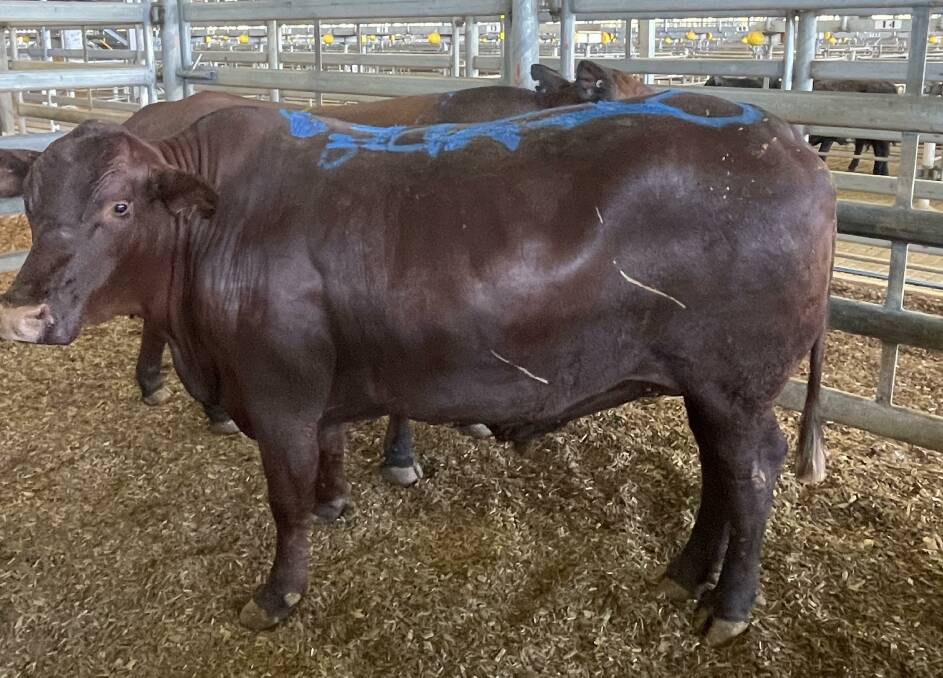 This 872kg steer donated by the Forrester family's Yarlarweelor station - 140km west of Meekatharra, sold to Borrello Beef, Gingin, for $3052 (350c/kg) at the Muchea Livestock Centre - with all proceeds going to the JDRF.
