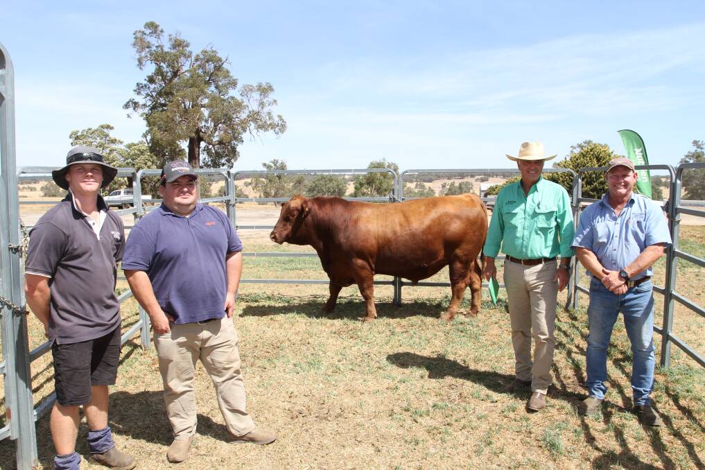 Red Angus bull values topped at $12,000 at the Willandra bull sale and with the top-priced bull Willandra Thornbury T88 (by Willandra Panther P38) purchased by a northern wheatbelt buyer were Charlie Cowcher (left), Willandra stud, Williams, top-priced bull buyer sponsor Jarvis Polglaze, Zoetis Australia, Nutrien Livestock WA manager Leon Giglia and Willandra stud co-principal Peter Cowcher. Mr Giglia also purchased three Red Angus bulls on behalf of an Esperance account including the $11,000 second top-priced Red Angus bull Willandra Thames T87 (by Willandra Stew M36).
