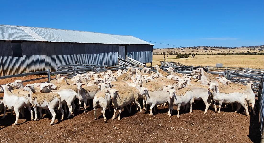 The Broun family, JP & JL Broun, Chocolate Hills, Beverley, achieved the $252 top price in last weeks Nutrien Livestock Maternal Ewe Sale which was held on AuctionsPlus. The Brouns line contained 100 red tag (1.5-year-old) UltraWhite ewes. The line was purchased by Nutrien Livestock Breeding representative and sale co-ordinator Roy Addis for a client at Kukerin.